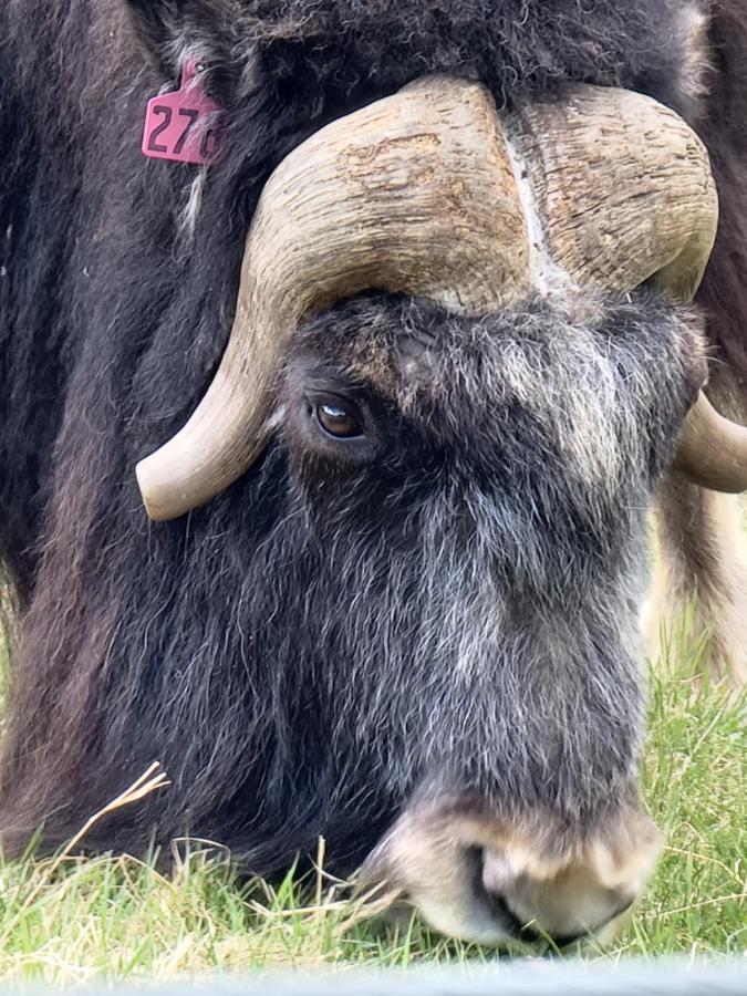 Alaska Grizzly Lodge Fairbanks Zewnętrze zdjęcie