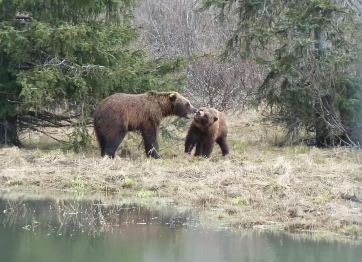 Alaska Grizzly Lodge Fairbanks Zewnętrze zdjęcie