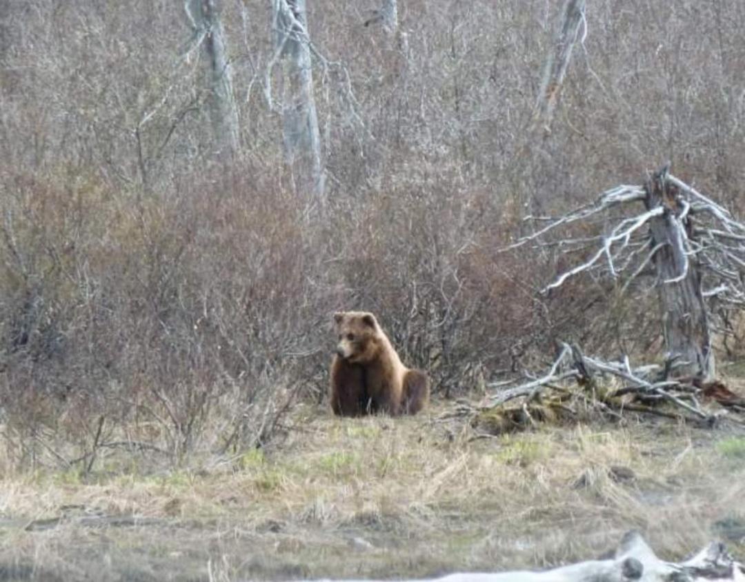 Alaska Grizzly Lodge Fairbanks Zewnętrze zdjęcie
