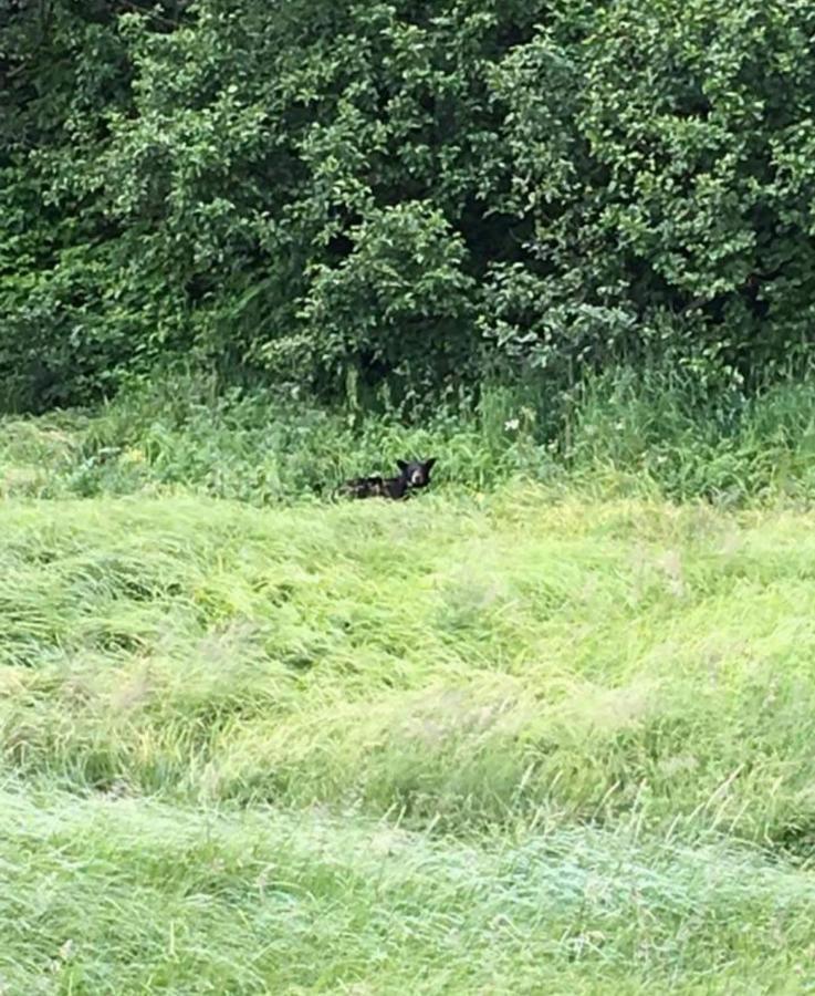 Alaska Grizzly Lodge Fairbanks Zewnętrze zdjęcie